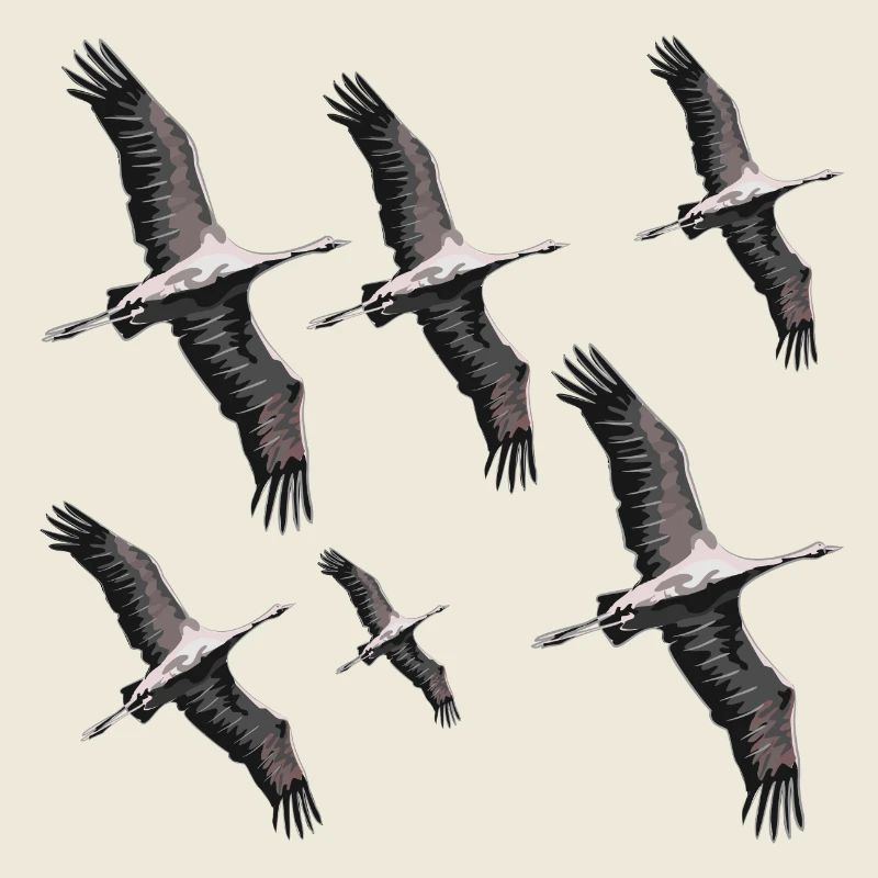 Bird migration cranes