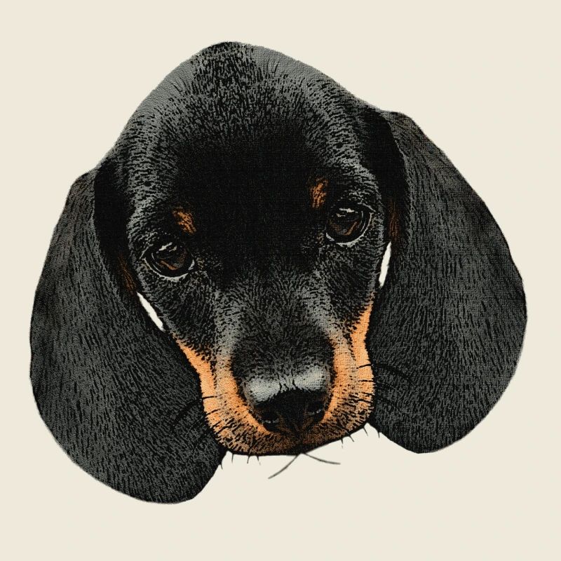 Hunde mädchen, Dackel welpe Kopf, süße Tierbabys
