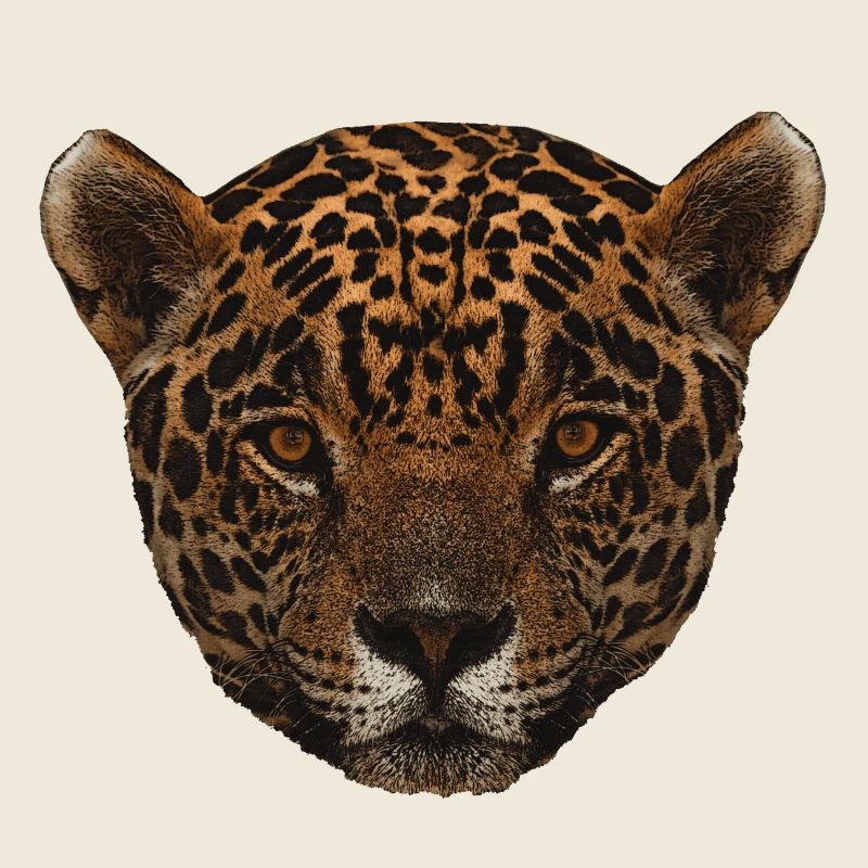 pretty big cats, big cat onca face