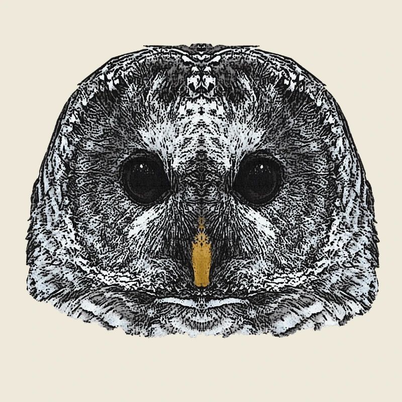 eulengesicht, schneeeulenkopf