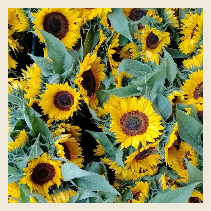 Champ de tournesols dans un ton jaune