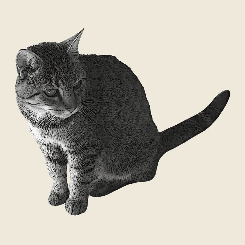 Katze sitzend, schwarz-weiß, tabby Motive