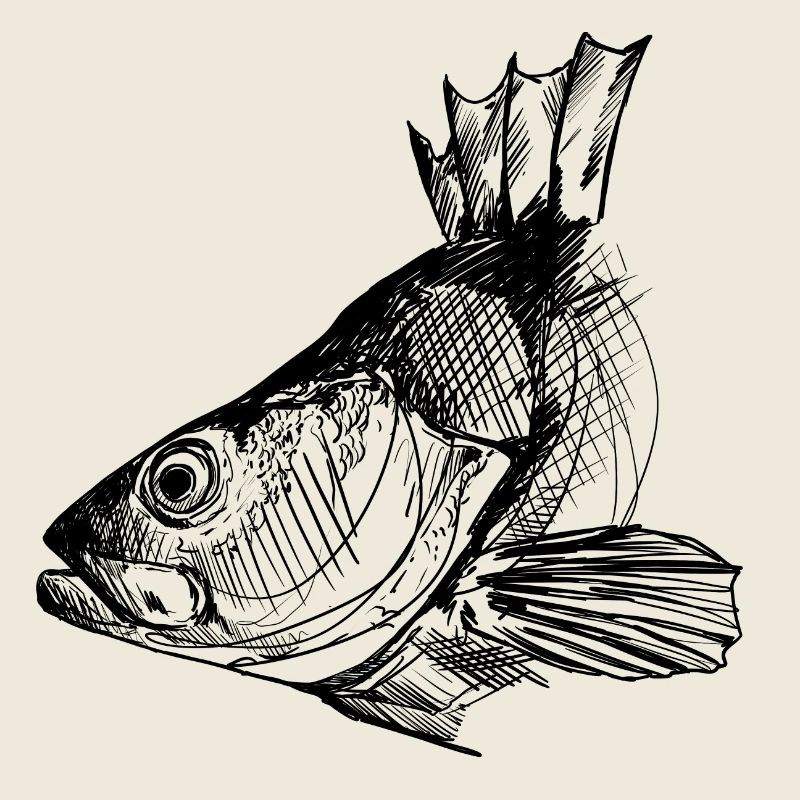 Perche - Pêche à la perche - Poisson préféré