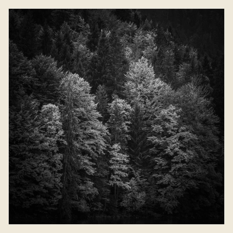 Bäume Herbst Bayern Eibsee Zugspitze Poster