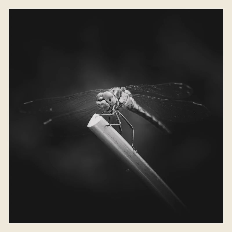 Libellule insecte gros plan affiche