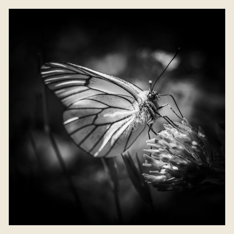 Papillon gros plan affiche noir et blanc