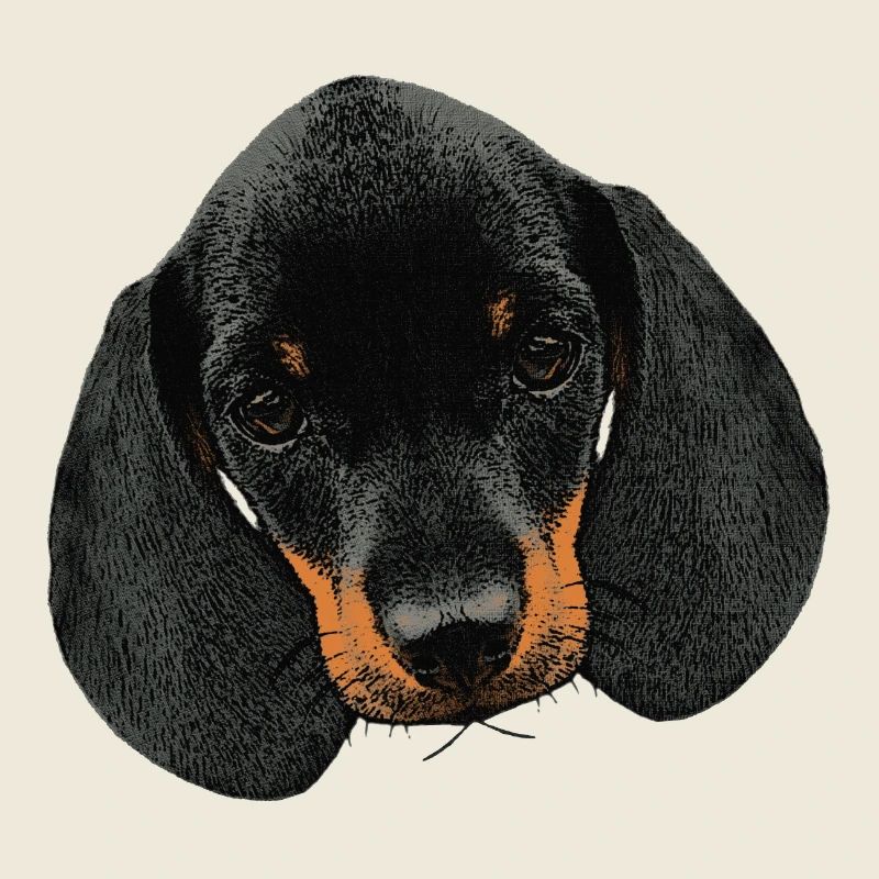 Hunde mädchen, Dackel welpe Kopf