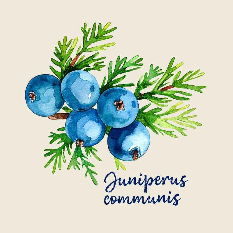Juniperus communis - botanical illustration