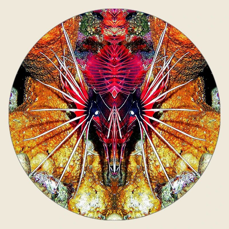 Nature sea creatures