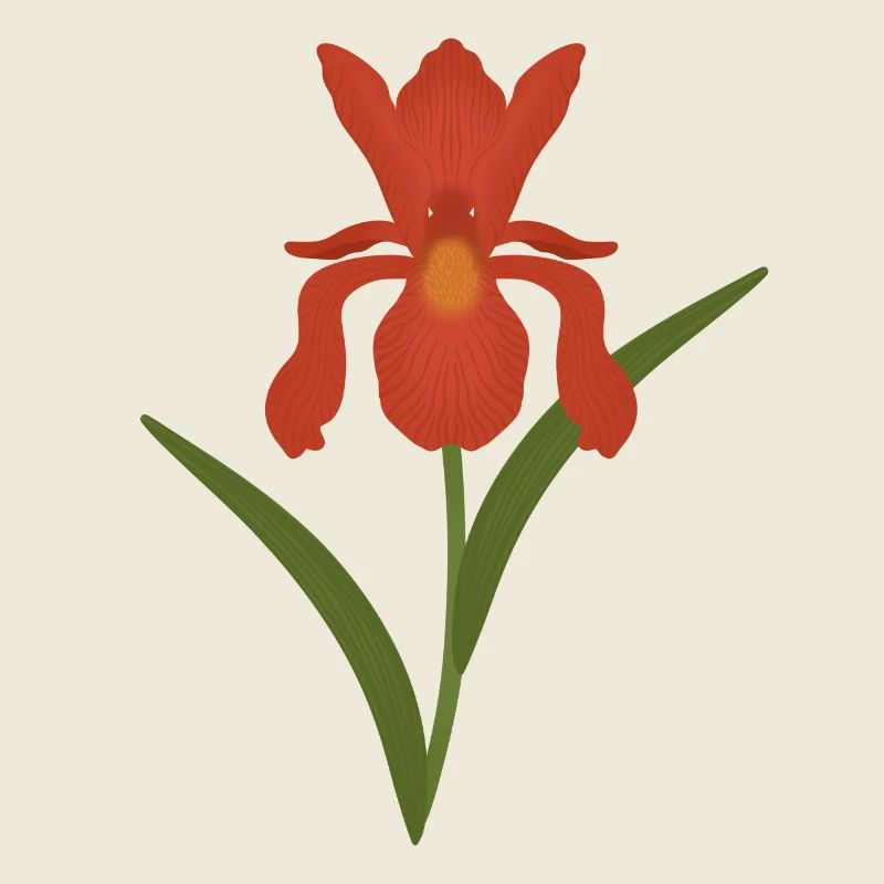 Iris Botanical Illustration