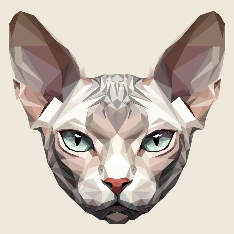 Sphynx Chat Sphynx Chat Chat Canadien Sphinx mignon