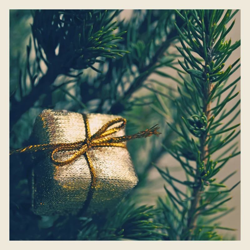Golden present on pine branches