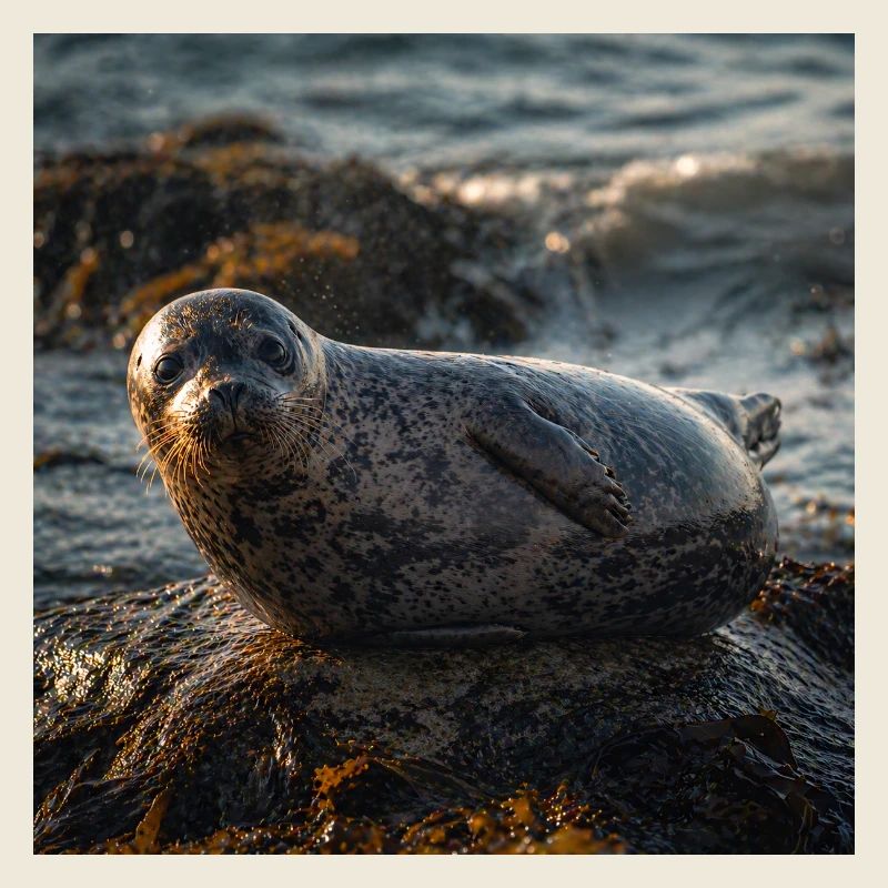 Robbe auf der Klippe am Meer