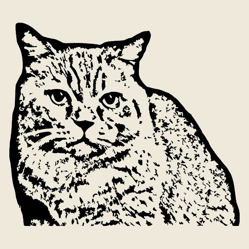 British Shorthair Chat Noir Chat Chaton