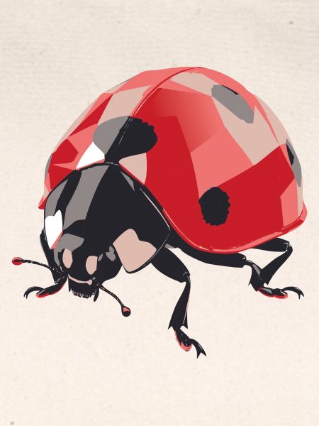 Ladybug4