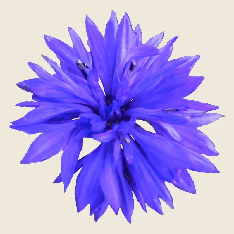 Cornflower