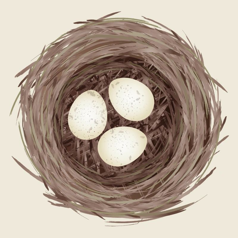Bird's Nest with Three Eggs – Natural Illustration