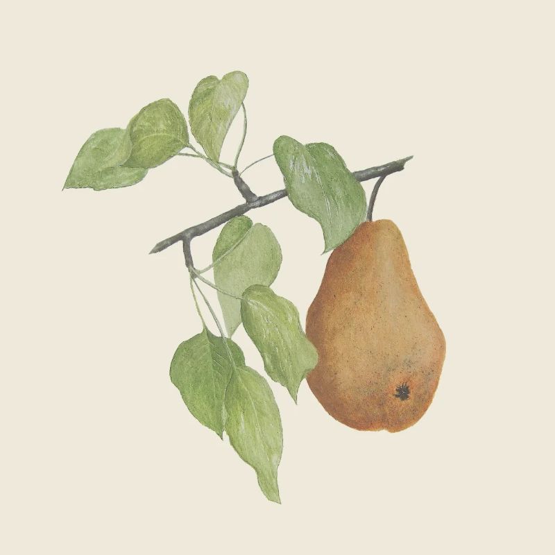 Fruit Pear