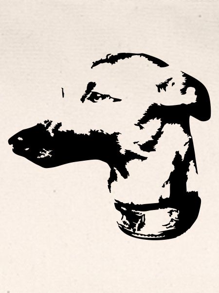 Whippet Kopf