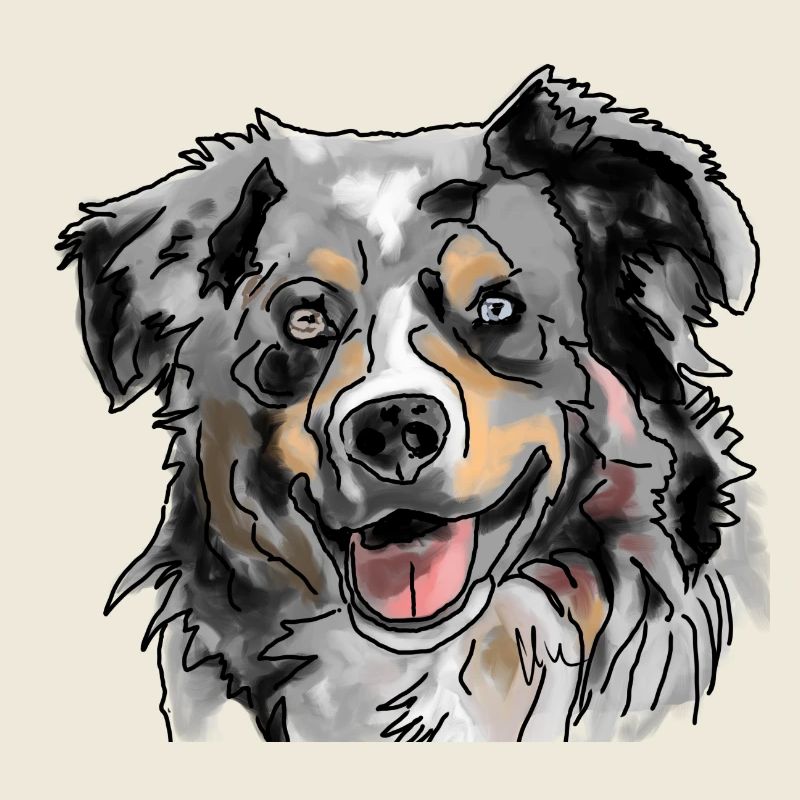 Australian Shepherd