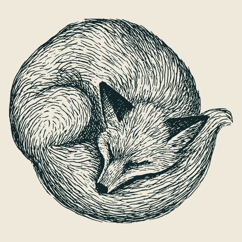 Renard recroquevillé