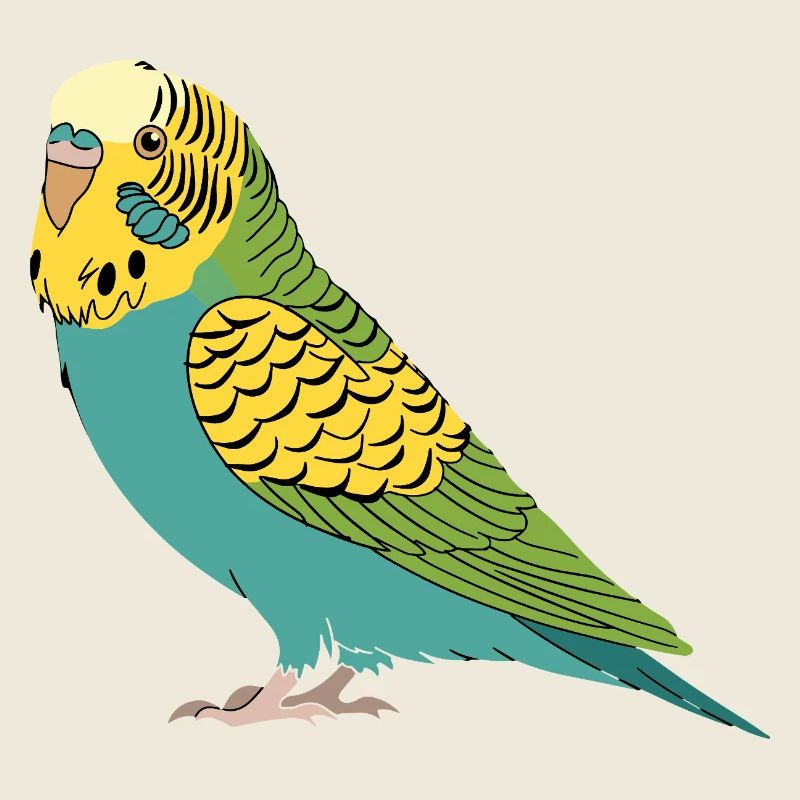 Perruche perruche turquoise vert jaune