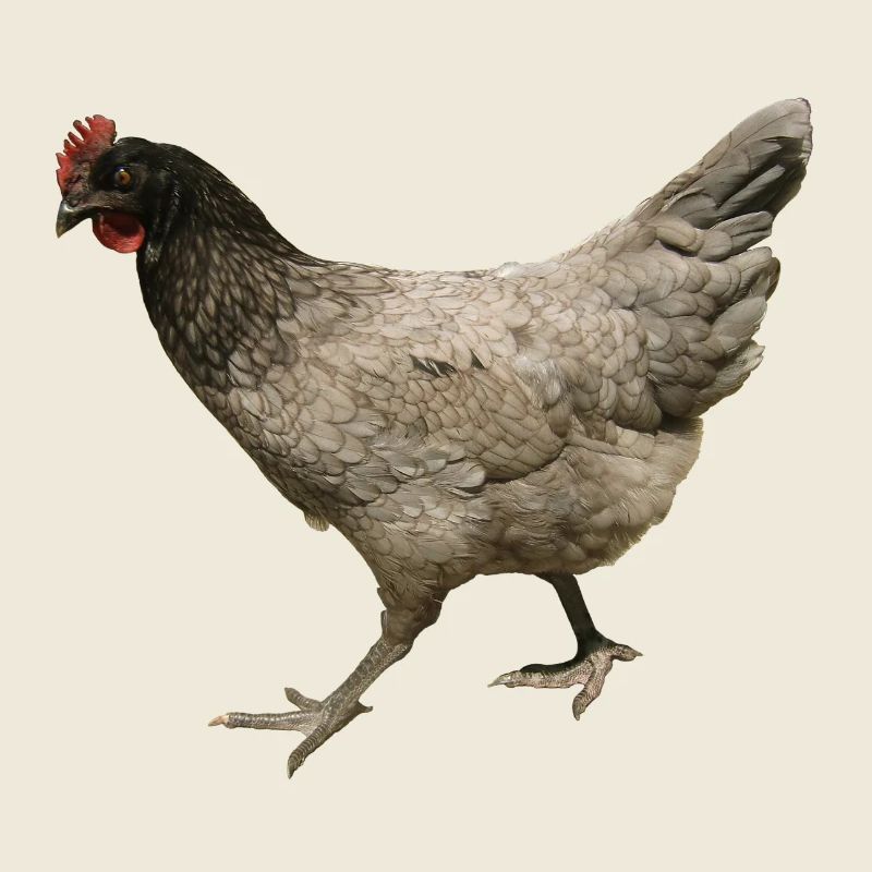 gray chicken