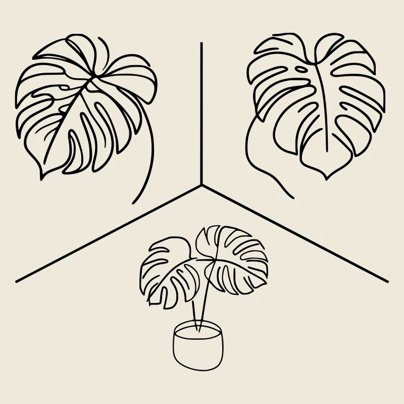 Monstera Design