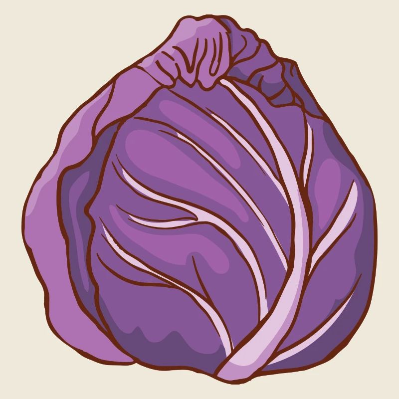 Red cabbage head Blue cabbage red cabbage Blue cabbage