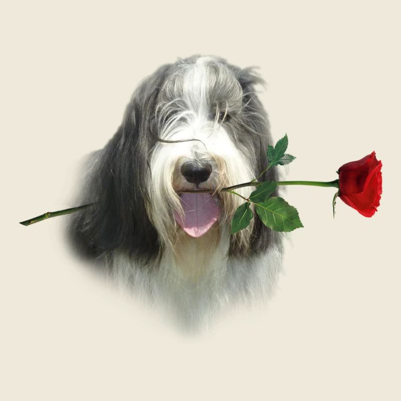 Bearded Collie-Rose