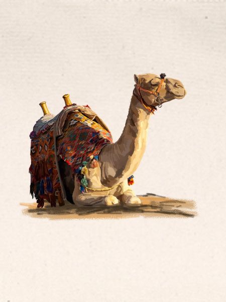 kamel