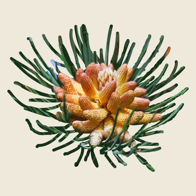 Creative fir branches