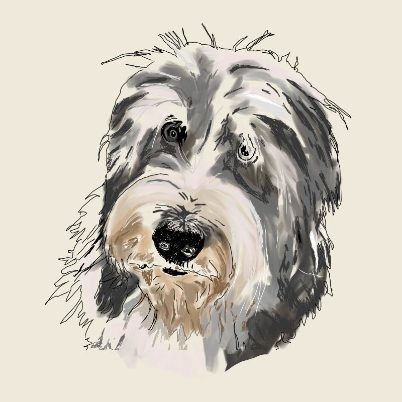 Bearded Collie