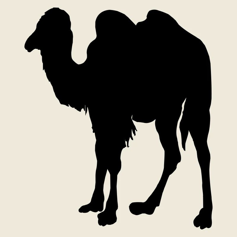 Camel, Camel