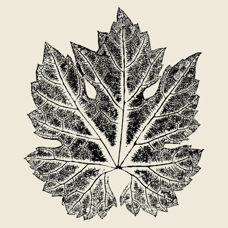 Grape leaf - leaf of wine / botanical
