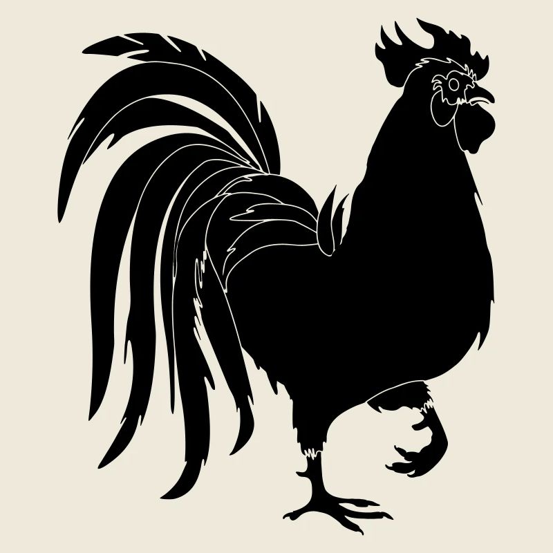 Black rooster