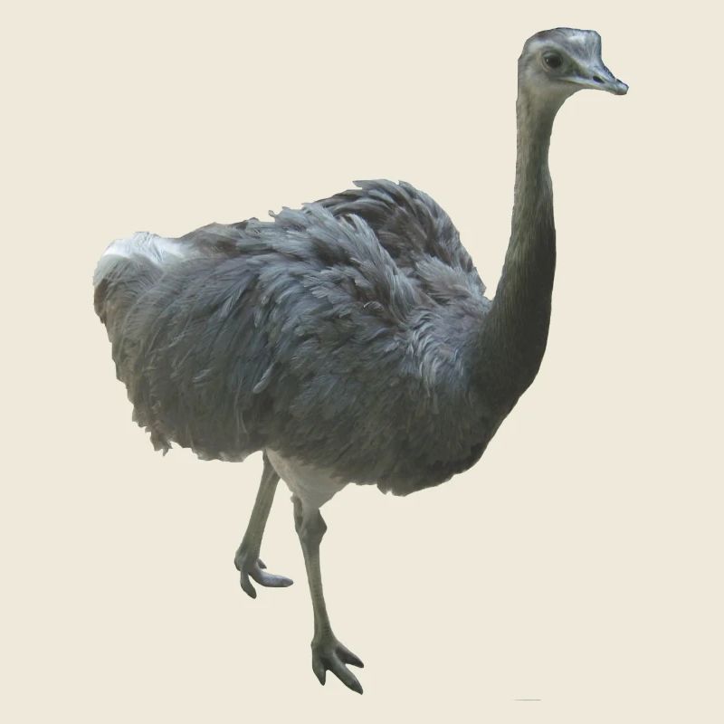 Vogel Nandu