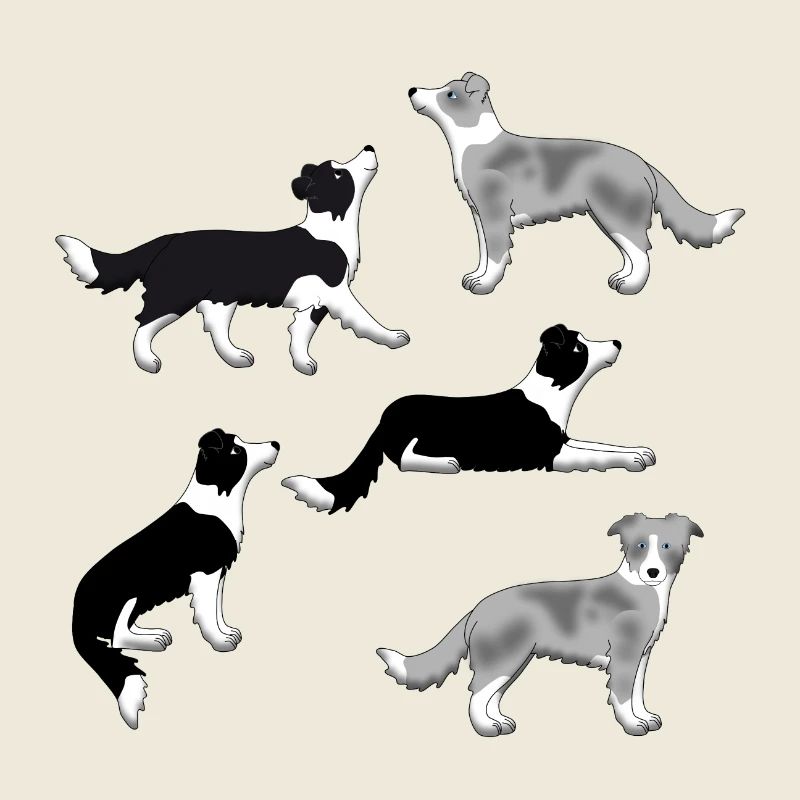 Border Collie Auswahl