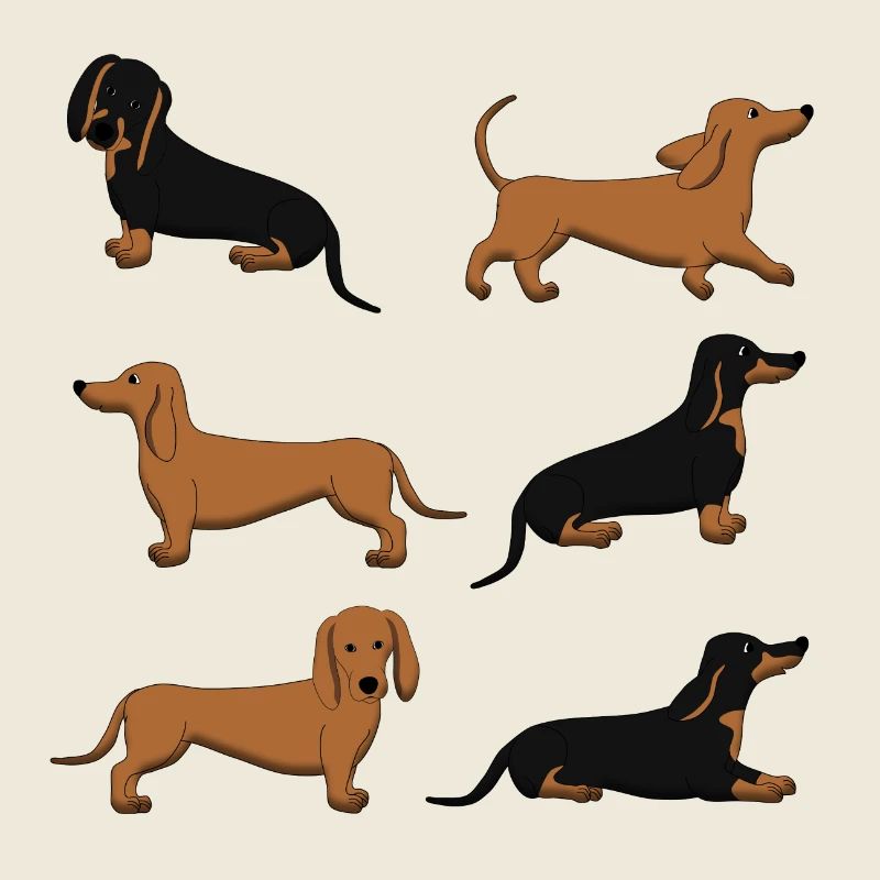 Sélection de teckel