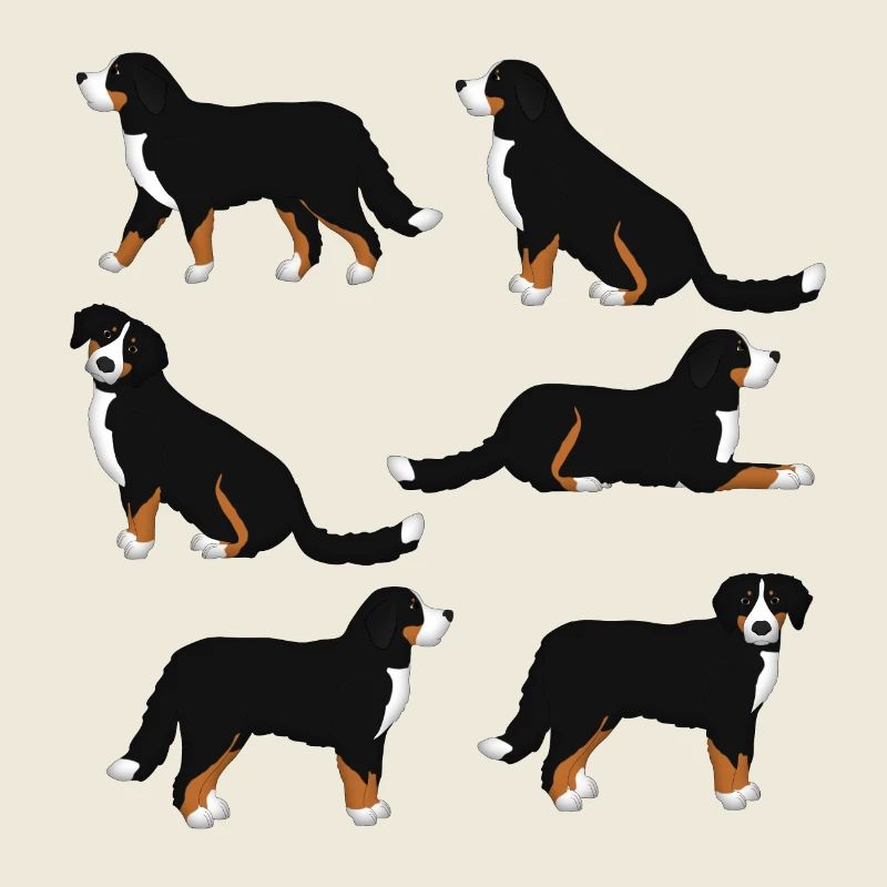 Bernese mountain dog selection