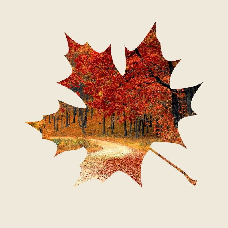 Feuillage de forêt de feuille d'érable automne