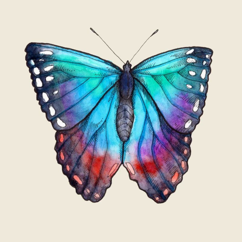 Blauer Schmetterling