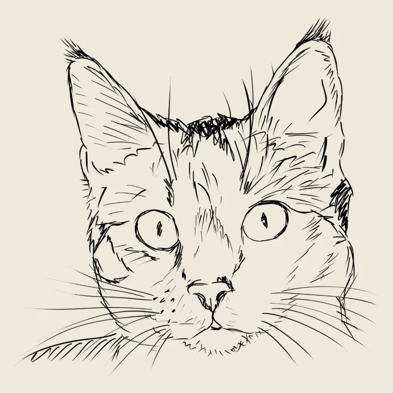dessin de chat