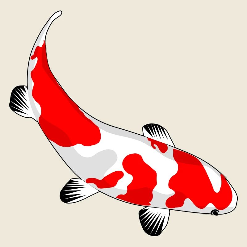 Koi Karpfen Geschenkidee Sonderangebot Geschenk