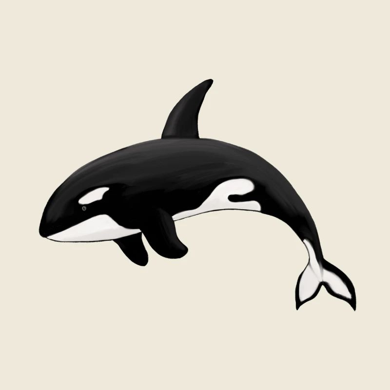 Orca Killerwal Schwertwal Orka