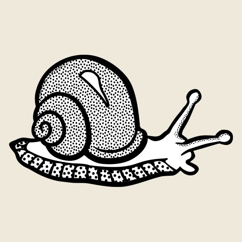 Snail black and withe