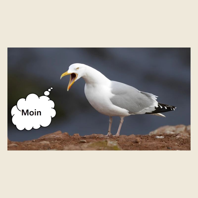 Moin Möwe