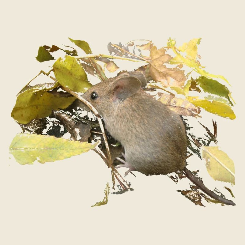 Souris dans le feuillage