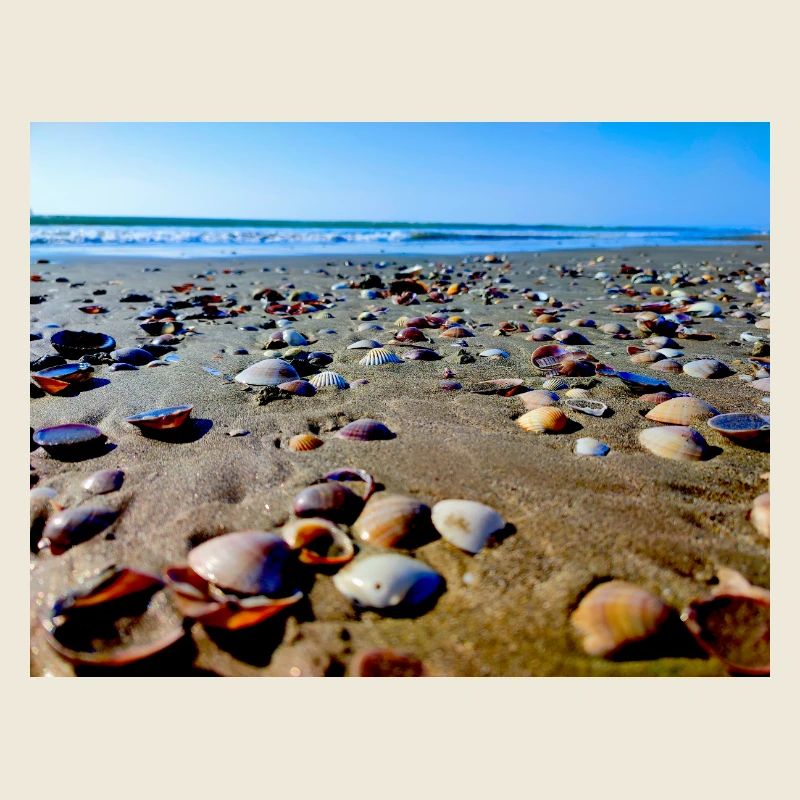 Shore Colorful Shells