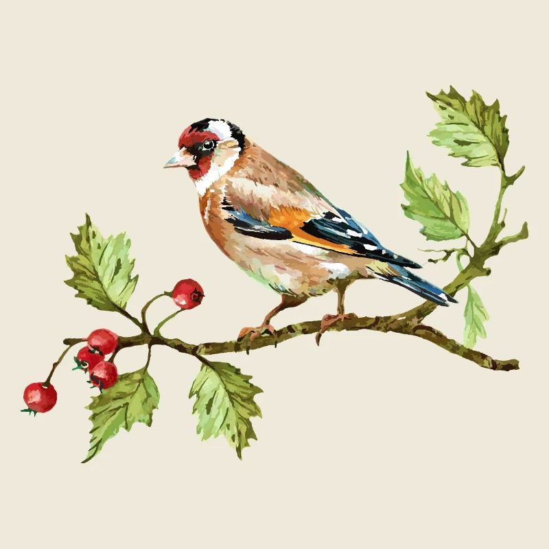 Oiseau coloré